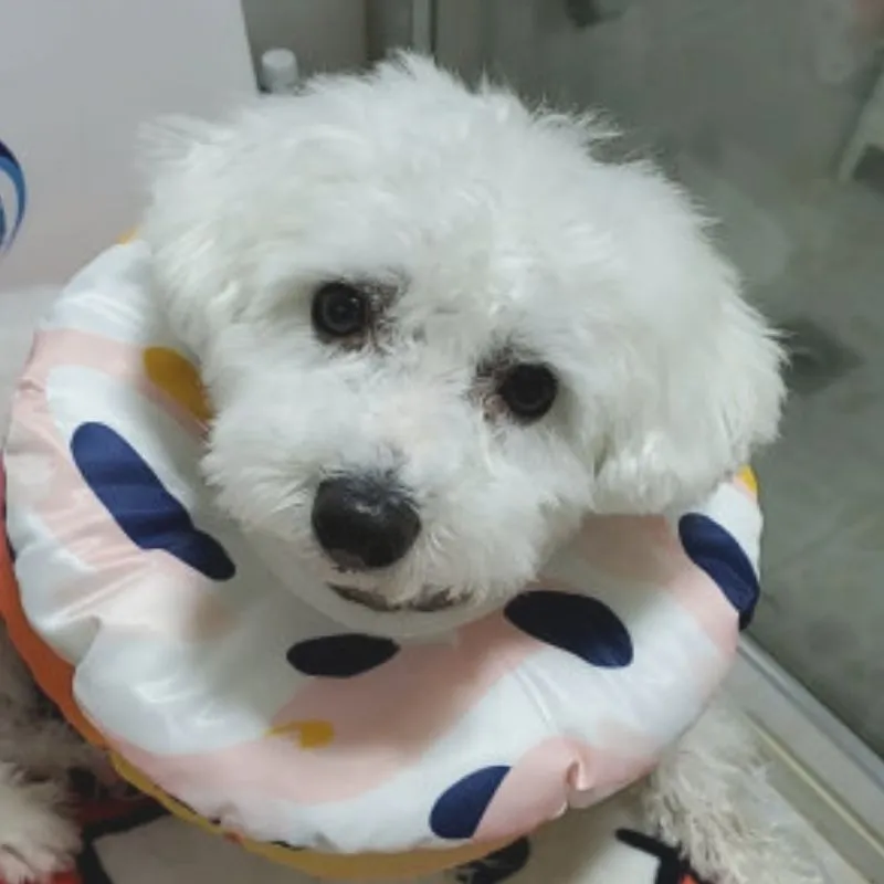 Petkit E-Collar - Candy Donut